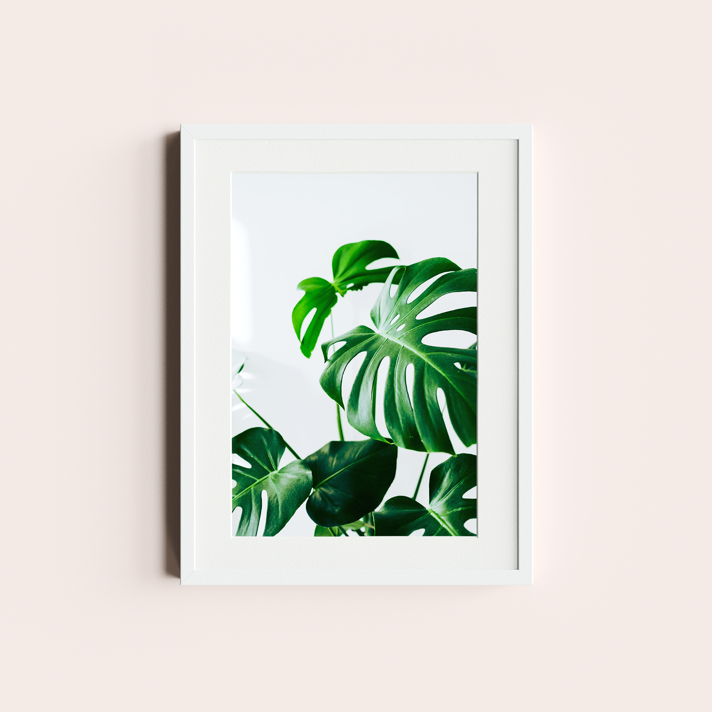 Monstera deliciosa I
