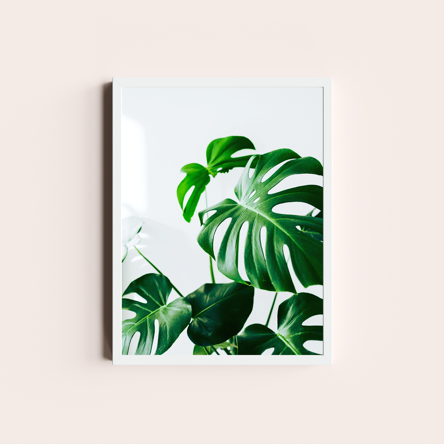 Monstera deliciosa I