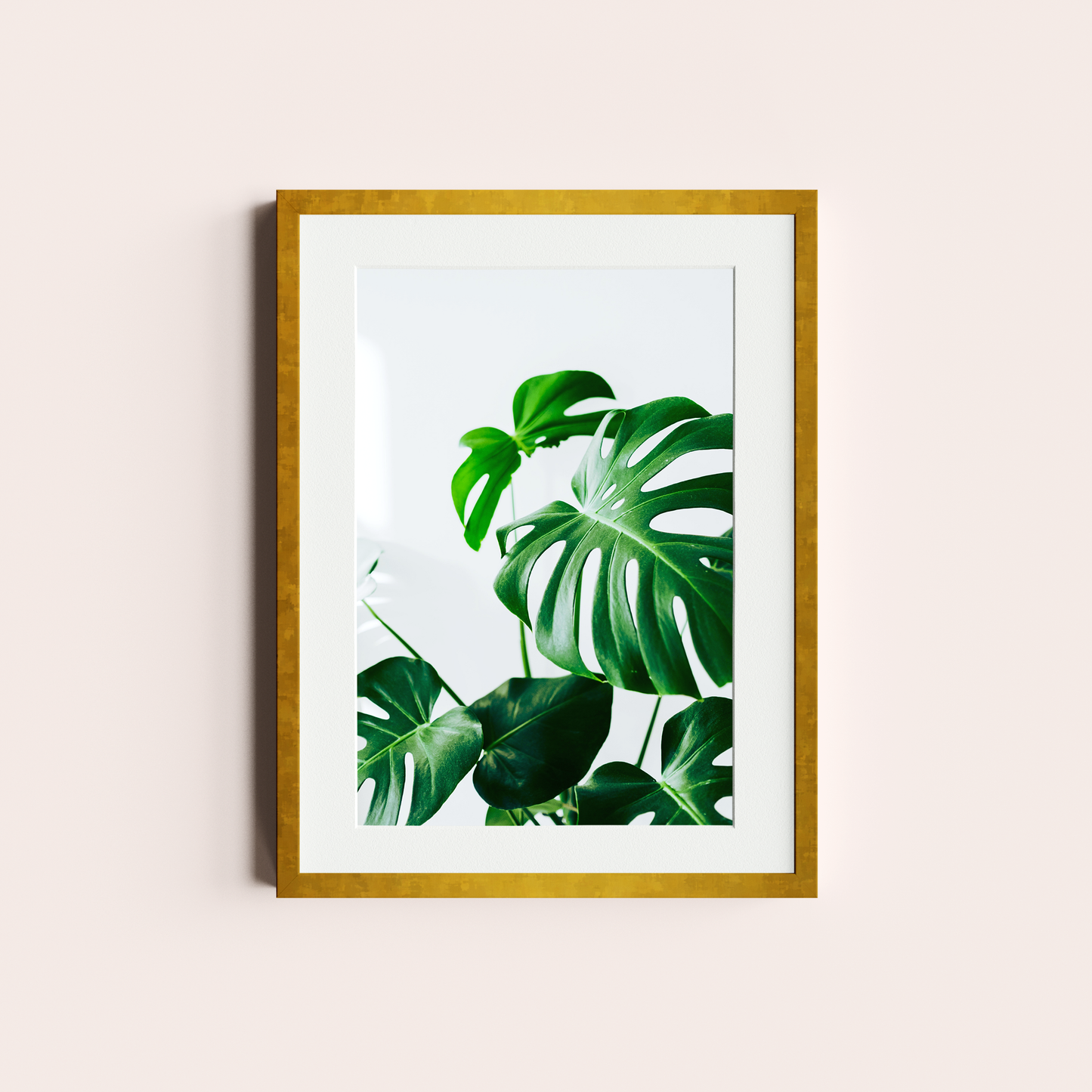 Monstera deliciosa I