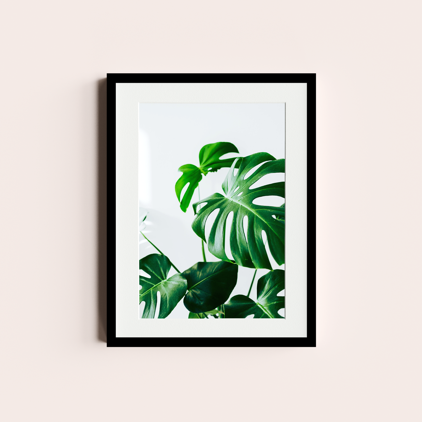 Monstera deliciosa I