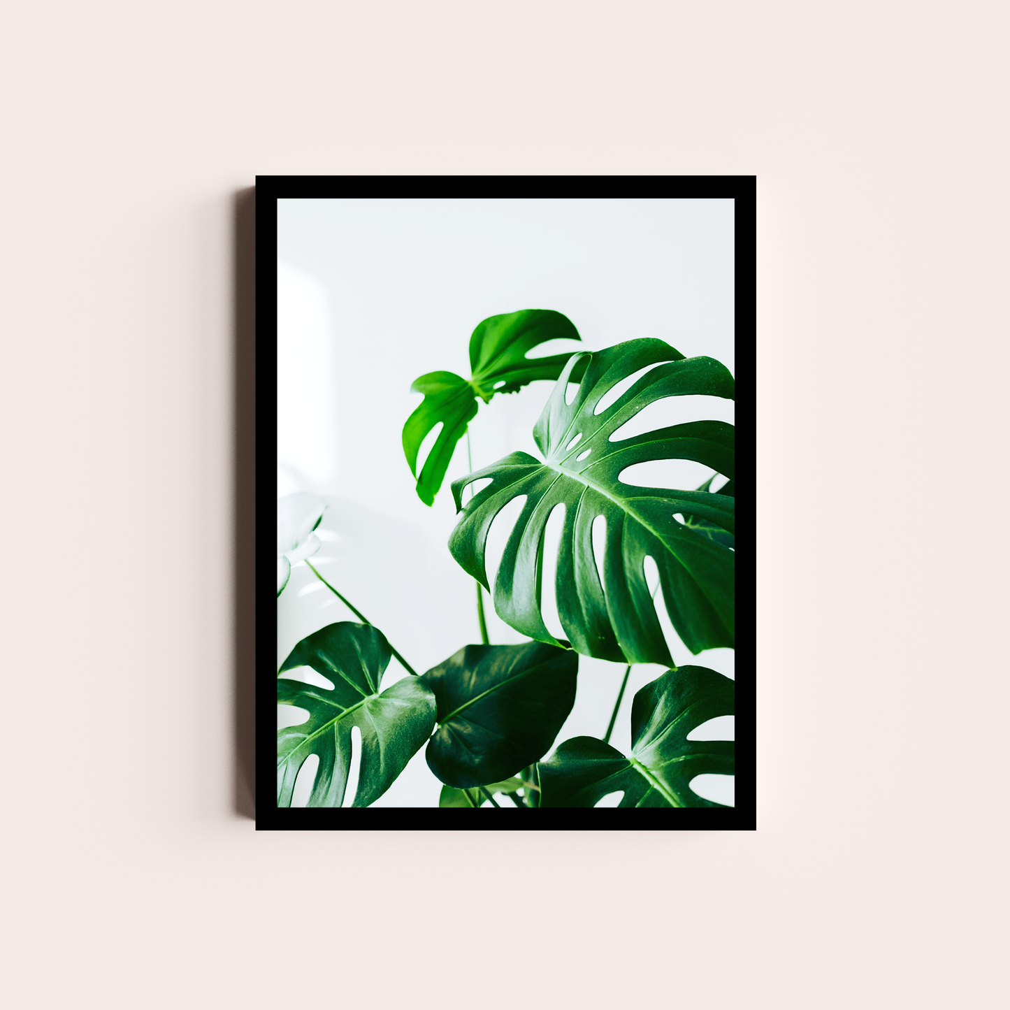 Monstera deliciosa I
