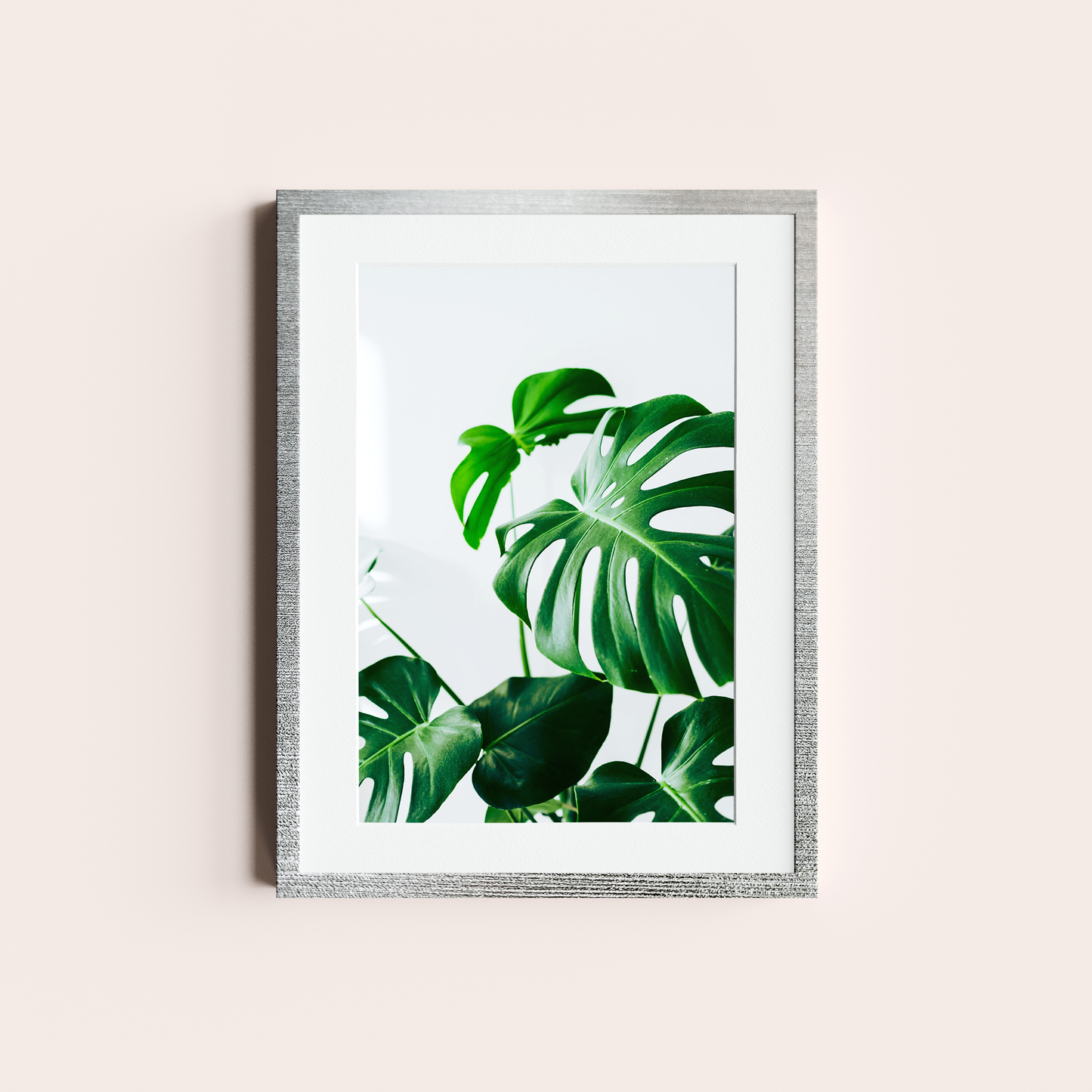 Monstera deliciosa I