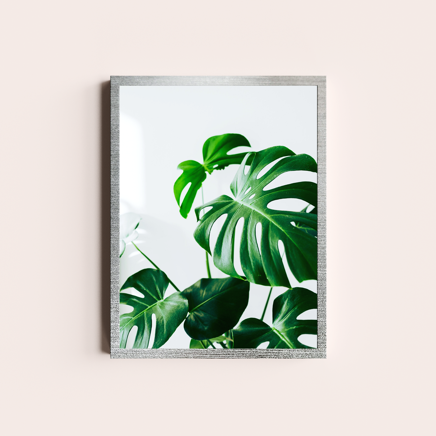 Monstera deliciosa I
