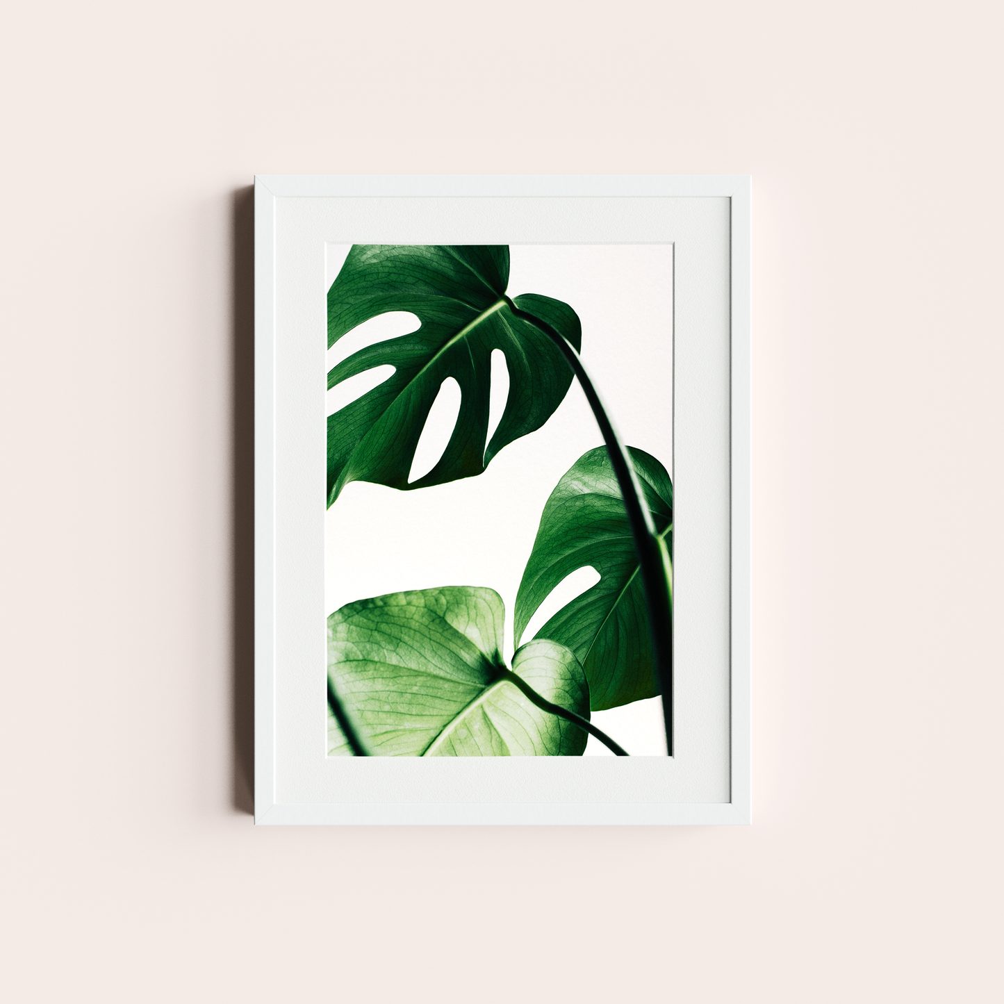Monstera deliciosa II