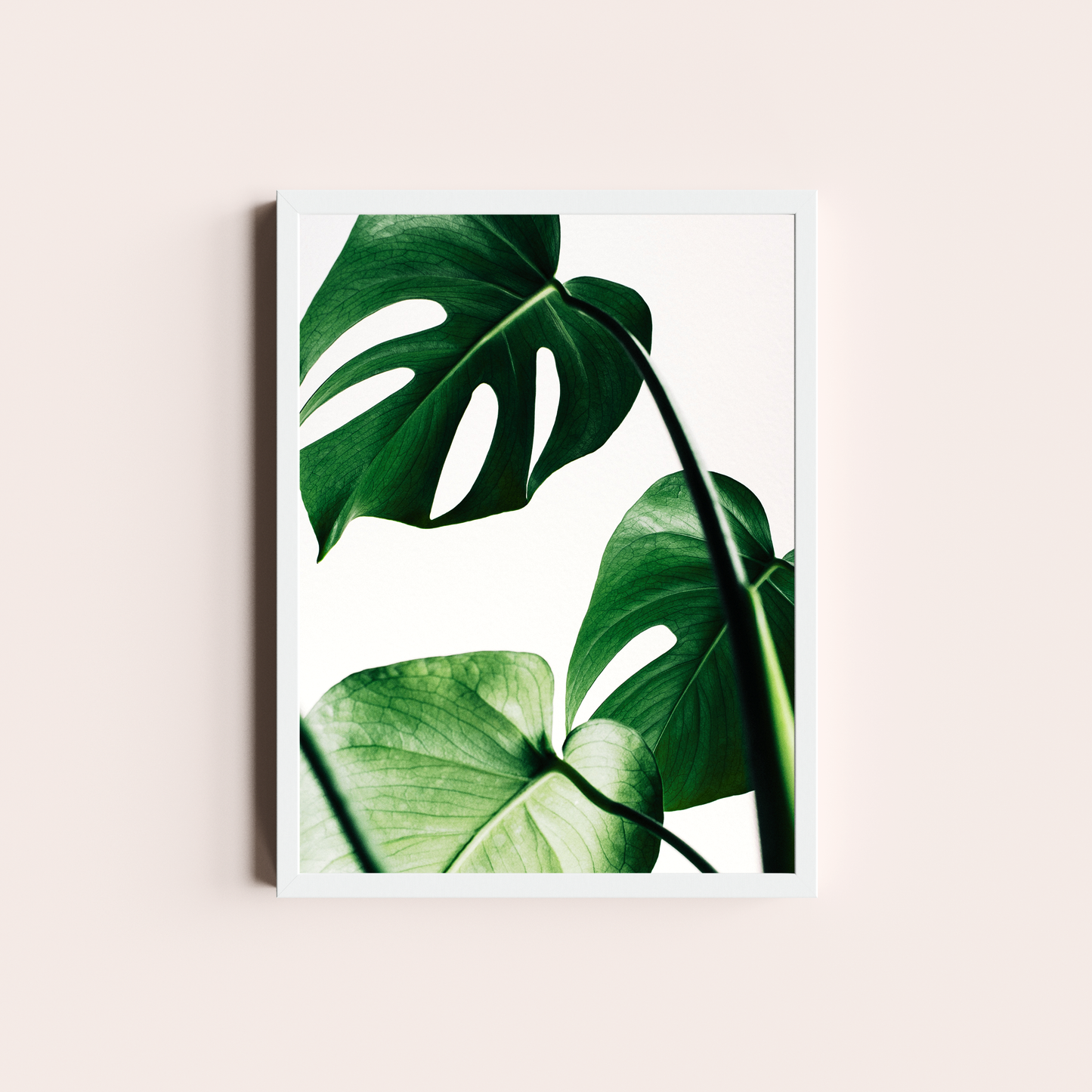 Monstera deliciosa II