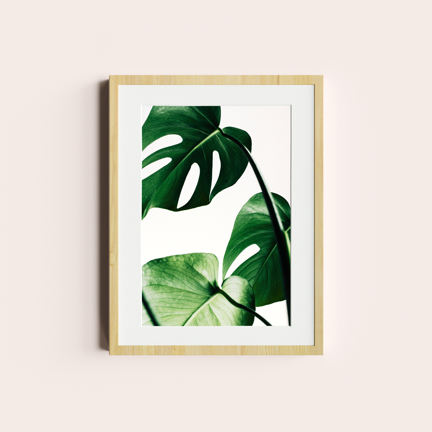 Monstera deliciosa II