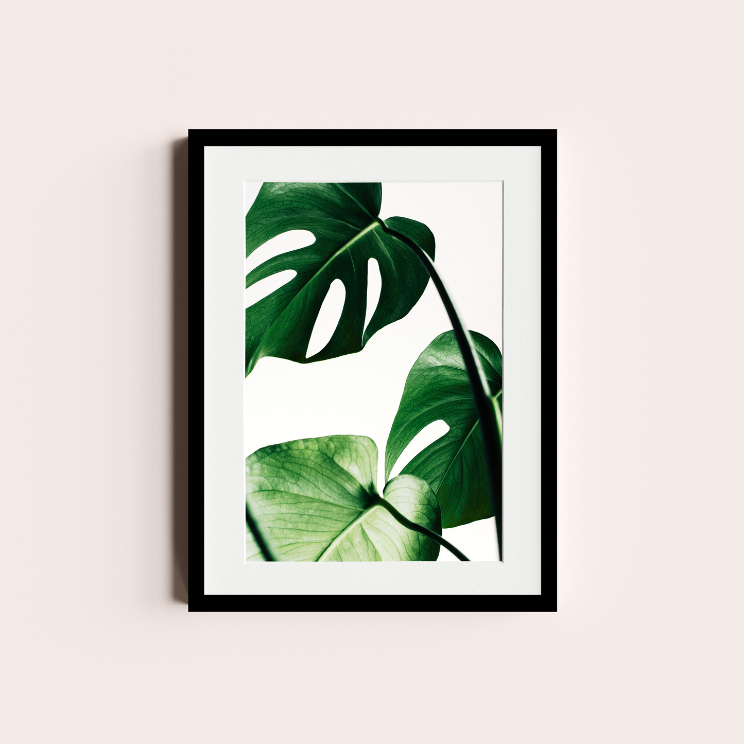 Monstera deliciosa II