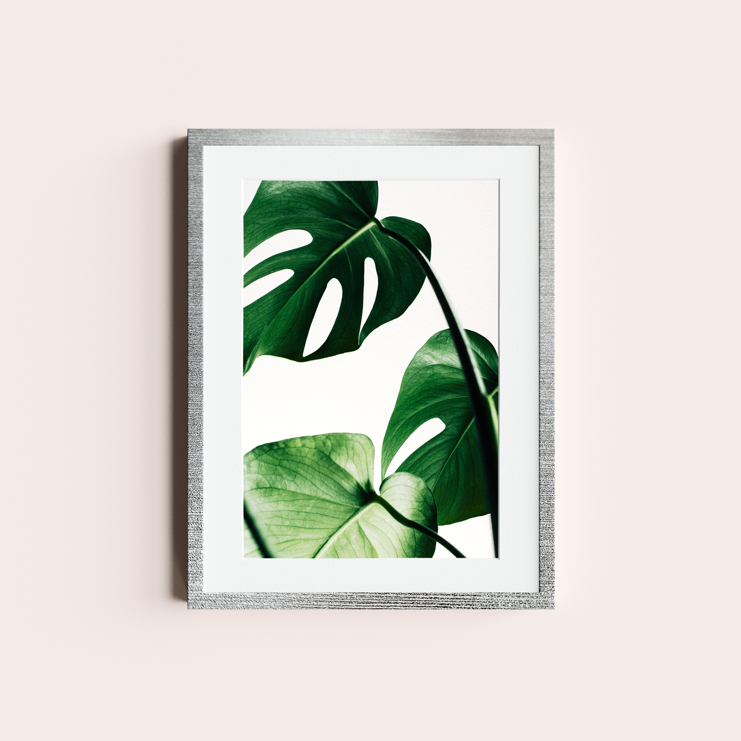 Monstera deliciosa II