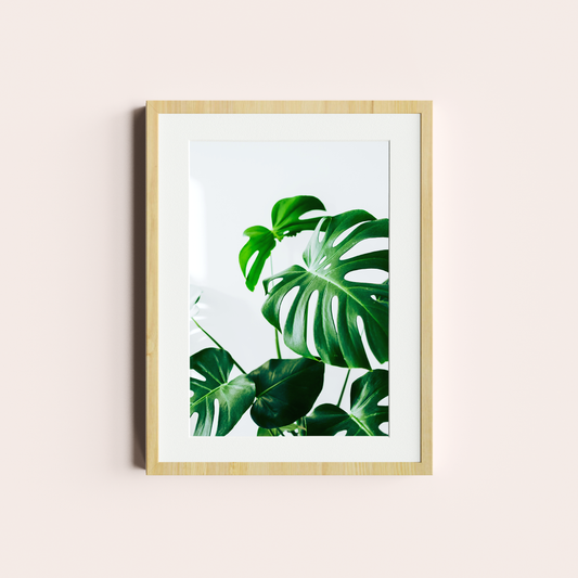 Monstera deliciosa I
