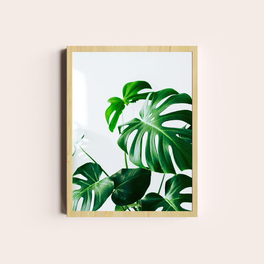 Monstera deliciosa I