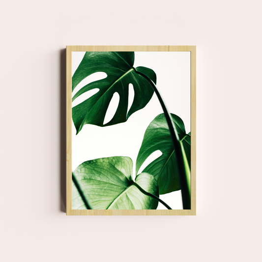 Monstera deliciosa II