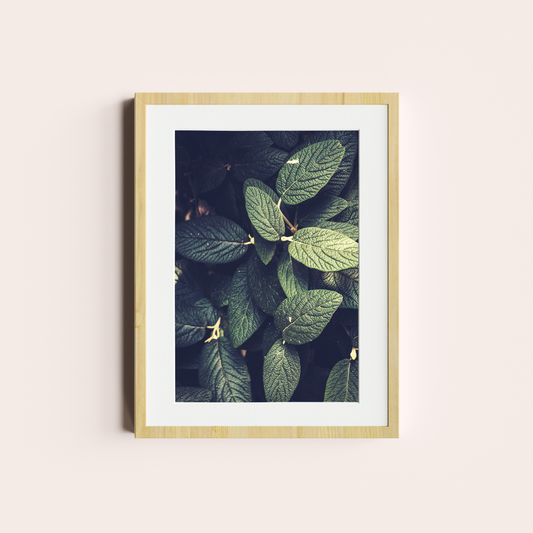 Jardín orgánico VI