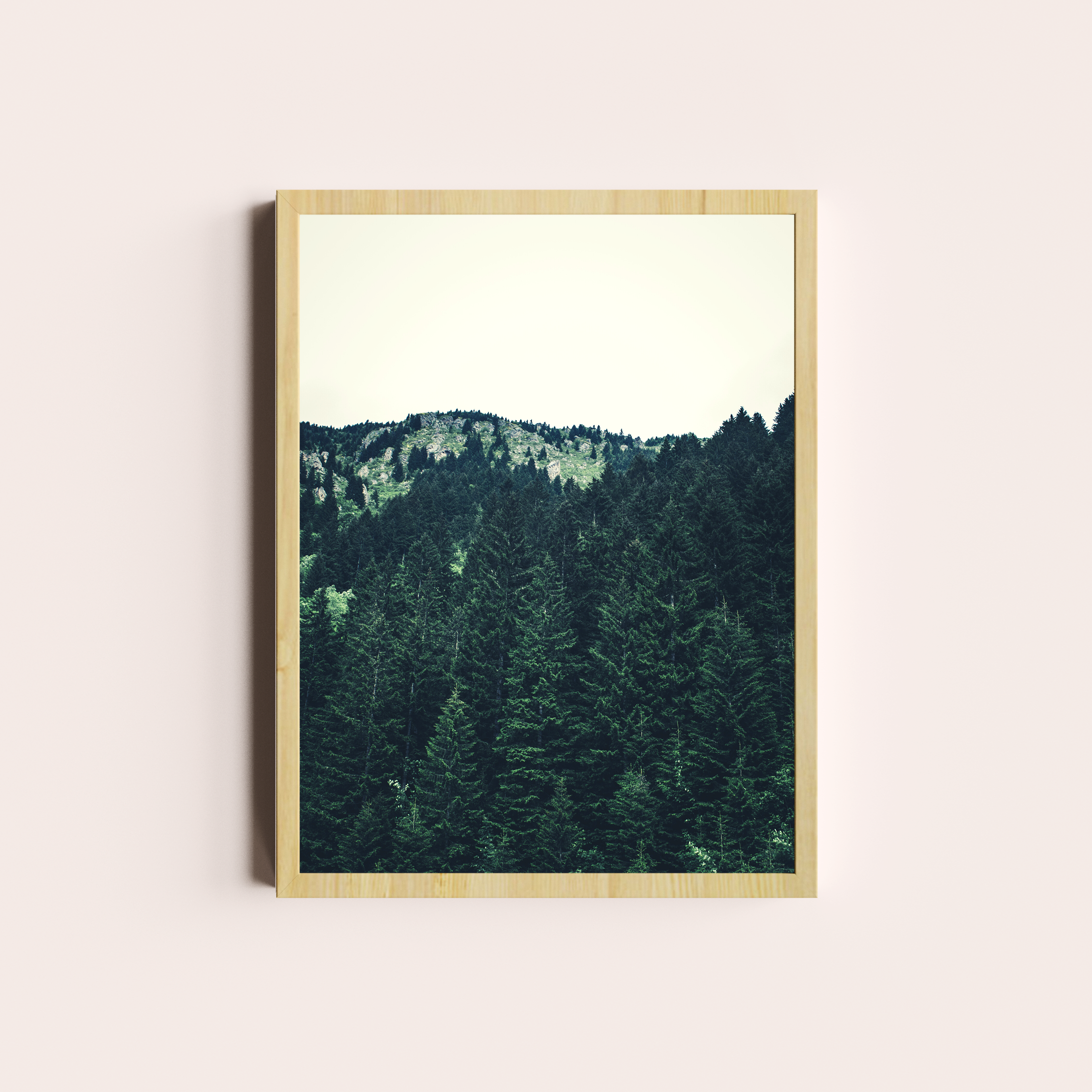 El bosque de Pinos II